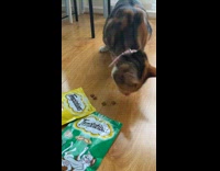 Cat eat treats on floor heart shape