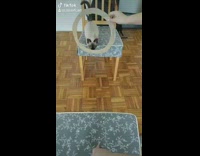 Girl trains cat to jump through hoop 