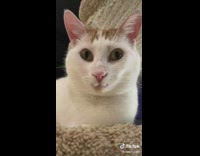 White cat with smiling face on tower