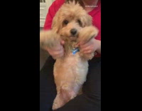 Red shirt girl makes brown dog dance 