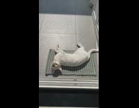 Skinny cat lays on rug 