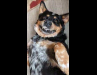 Dog lays on floor gives ridiculous smile