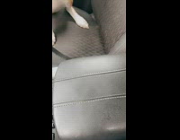 Woman laughs at funny filter on brown and white dog 