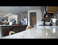 Dog gets bowl with dough from counter 