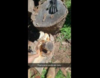 Small tree log stuck inside another log