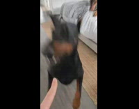 Collab BitchMP - Two dogs in room want to play