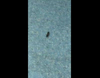 Black bug jumps around blue floor back
