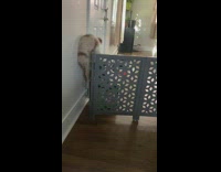 Small dog climbs and jumps over gate 