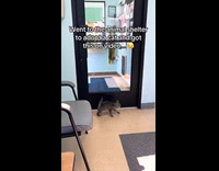 Collab Clips MPUGC - Cat jumps into glass door