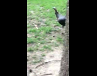 Turkey chasing man and falls on ground 