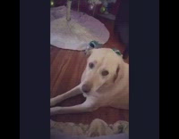 tan dog laying down on ground 