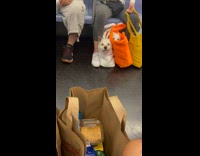 Collab WINY - Two dogs ride train inside orange and white bag