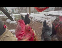 Chicken hen clucks and comes closer to the camera
