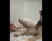 Fruit snack challenge large brown dog bed 