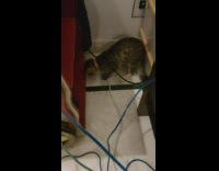 Cat on corner wipe dig tiles wires