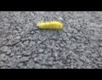 Yellow hairy caterpillar moth crawls on ground