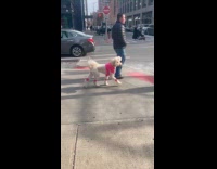 Dog walks around wears pink workout outfit