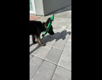 Puppy remove green turtle hat around head