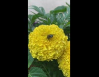 Bug on yellow flower moves arms around 