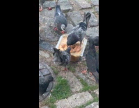 Collab WINY - Pigeons eating soaked bagel on container 
