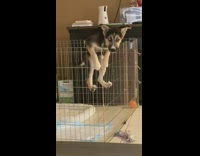 Black brown puppy dog escapes from pen 