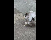 People get scared to walk on sidewalk because of hawk 