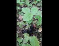 Black snail slug eats strawberry green plant 