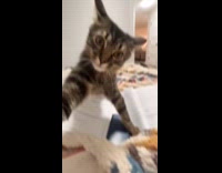 Woman makes compilation video of evil kitty 