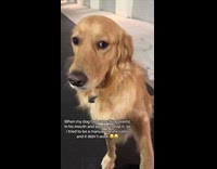 Dog manual vibrate collar trick