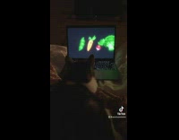 Cat watches dancing fruits and vegetables on laptop 