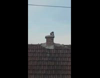 Cat on house roof sit on chimney