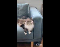 Cat stares at man spinning stick 