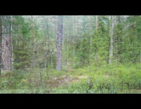 Wild Lynx and Marten caught on camera at the forest