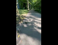 Turtle crossing pathway at Central Park