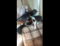 Two cats play fight on the table