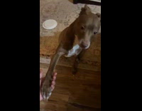 Dog gives two paws instead of one