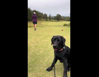 Dog first golf trip with fur parents