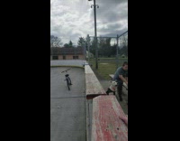 Black white dog pink collar jumps wall 