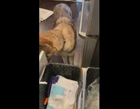 Brown dog eats baby carrot and spits it in the trash 