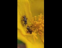 Two bees on yellow flower fight