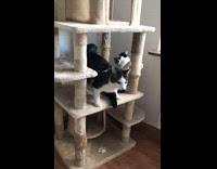 Black and white cat flips onto cat tower 