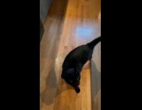 Hungry cat follows owner hits boxed 