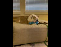 Bulldog dog plays with cookie monster toy 