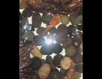 Large spider grabs goldfish out of water 