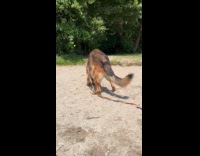 Dog plays ball toy on beach sand