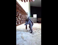 Kitten evades hands of filmer slow motion