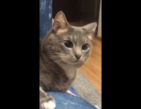 Girl touches her grey cats nose and it runs away after opening its eyes wide