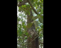 Tree with two connected holes in trunk 