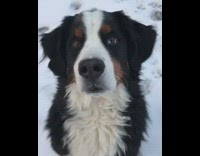 German Shepherd Darts Eyes Back and Forth in Snow