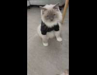 Cat wears security hoodie 